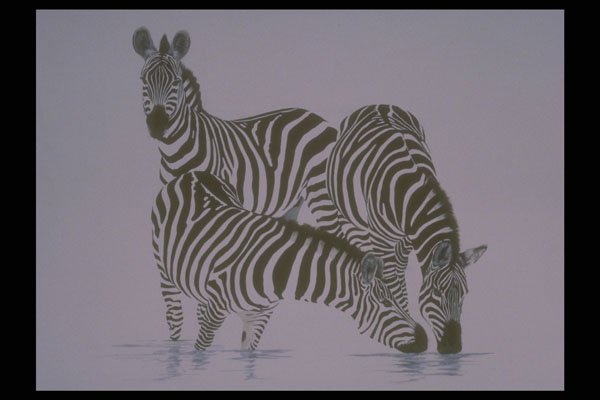 319079 A Play On Stripes, Zebras A4 Photo Print