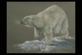 319080 Polar Bear Study A4 Photo Print