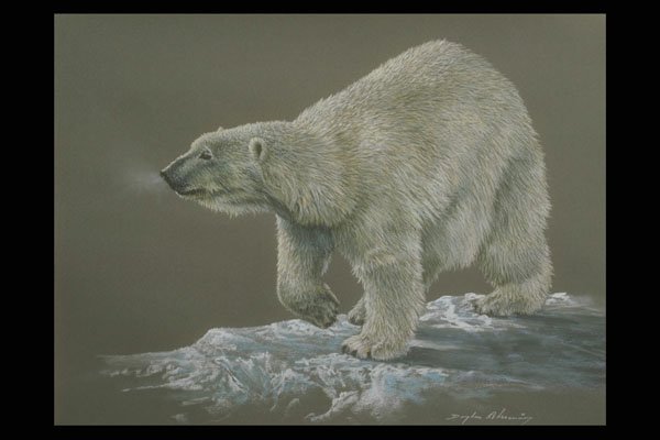 319080 Polar Bear Study A4 Photo Print