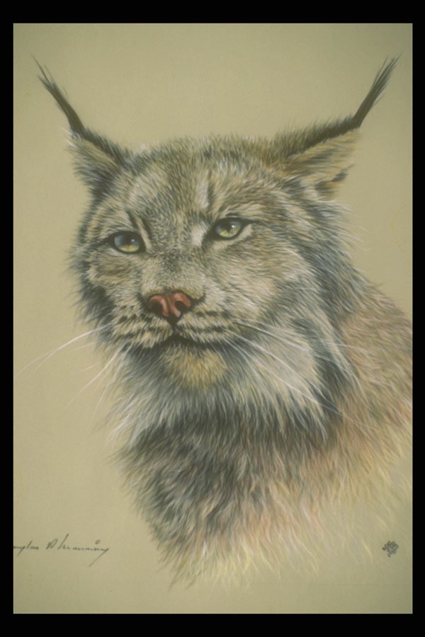 319082 Lynx (head Study) A4 Photo Print