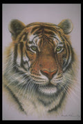 319083 Siberian Tiger Head A4 Photo Print