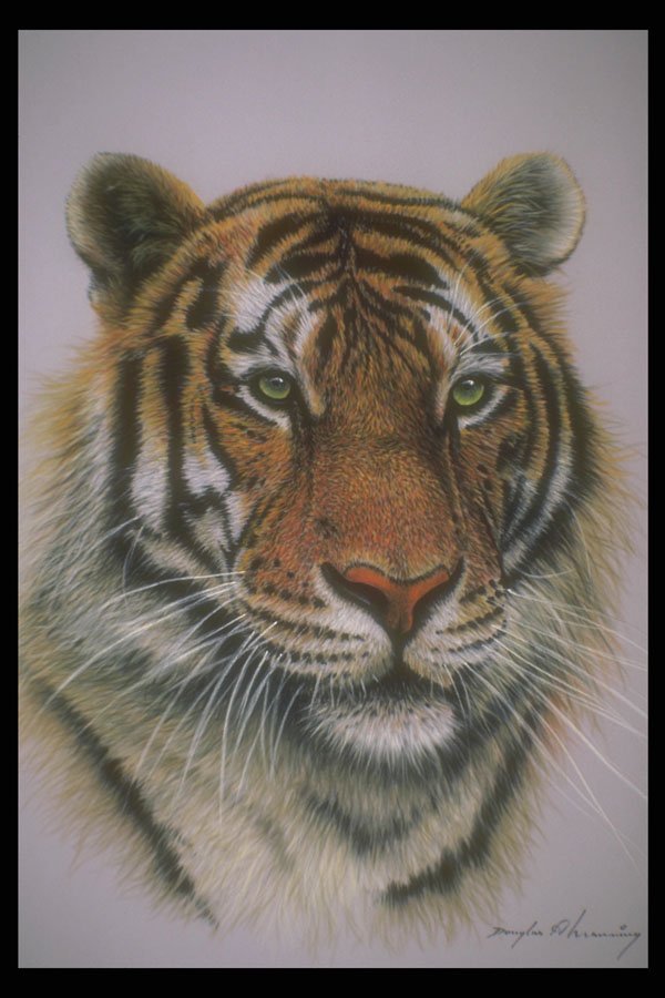 319083 Siberian Tiger Head A4 Photo Print