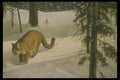 319084 Forest Trail, Cougar A4 Photo Print