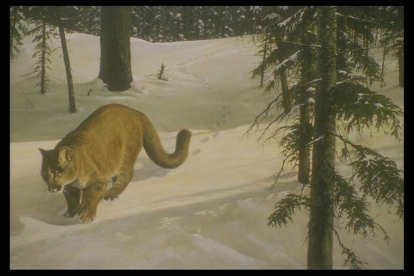 319084 Forest Trail, Cougar A4 Photo Print