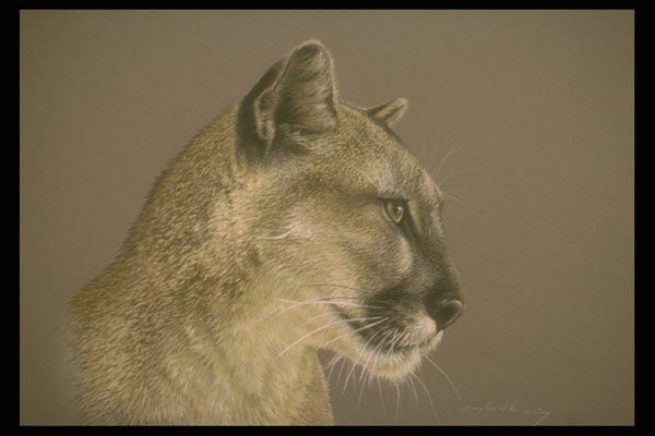 319085 Cougar (head Study) A4 Photo Print