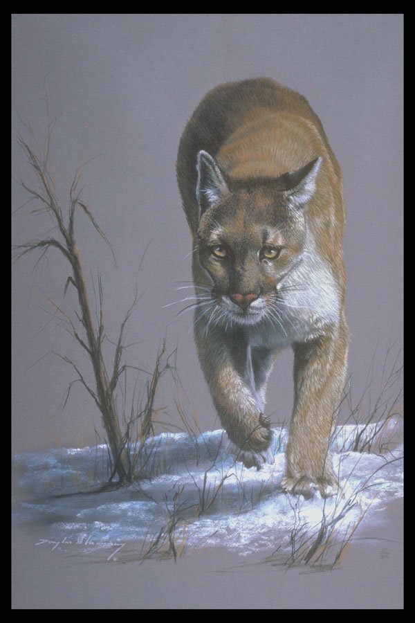 319086 Cougar A4 Photo Print