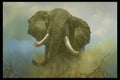319087 Tusks, Elephants A4 Photo Print