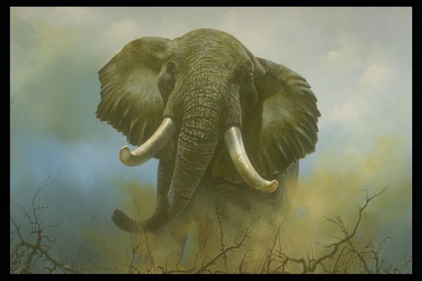 319087 Tusks, Elephants A4 Photo Print