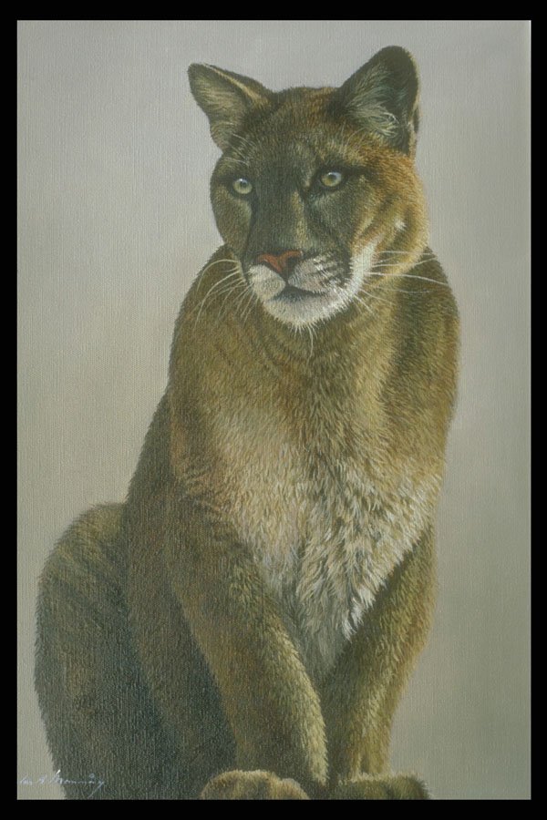 319088 Cougar Study A4 Photo Print