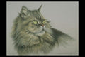 319089 Tabby, Long hair A4 Photo Print
