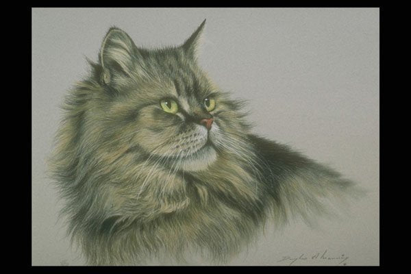 319089 Tabby, Long hair A4 Photo Print