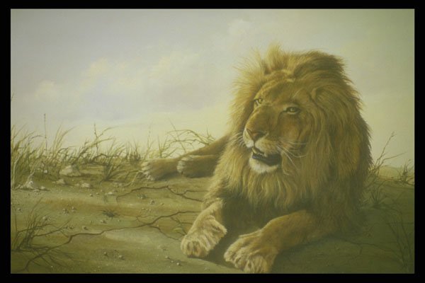 319090 Morning Glow, Lion A4 Photo Print