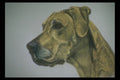 319091 Boxer (Dog) Study A4 Photo Print