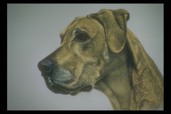 319091 Boxer (Dog) Study A4 Photo Print
