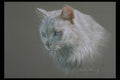 319092 Fluffy A4 Photo Print