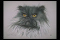 319093 Blue Long hair A4 Photo Print
