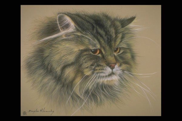 319094 Tabby Long hair A4 Photo Print