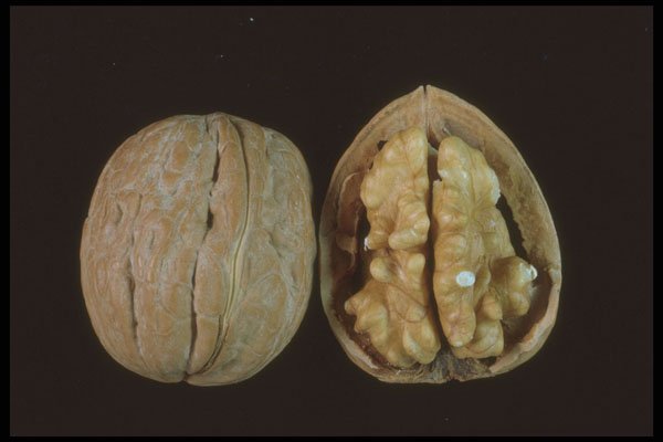 322001 Walnut Split A4 Photo Print