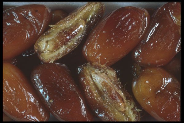 322003 Dates A4 Photo Print