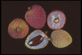 322008 Lichee Splits A4 Photo Print