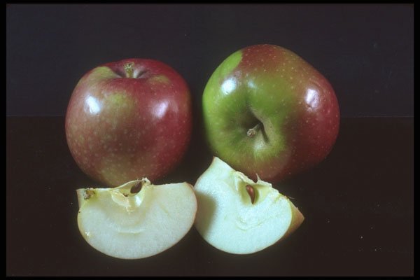 322009 Red Apple A4 Photo Print