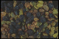 322012 Raisin Mix A4 Photo Print
