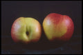 322013 Nectarine Duo A4 Photo Print