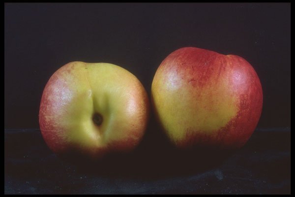 322013 Nectarine Duo A4 Photo Print