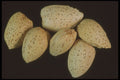 322014 Almonds A4 Photo Print