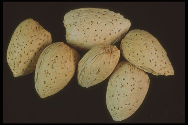 322014 Almonds A4 Photo Print