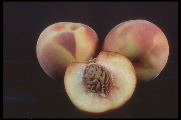 322020 Peach A4 Photo Print