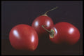 322023 Passion Fruit Trio A4 Photo Print