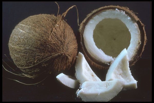322024 Coconut A4 Photo Print