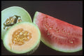 322025 Melon Trio A4 Photo Print
