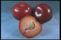 322028 Red Plum A4 Photo Print