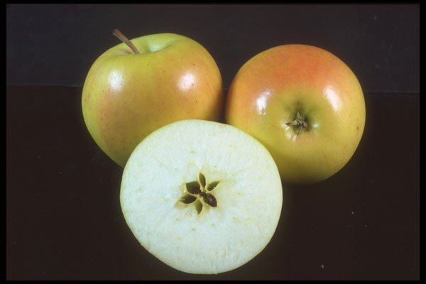 322029 Yellow Apple A4 Photo Print