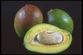 322030 Mango A4 Photo Print