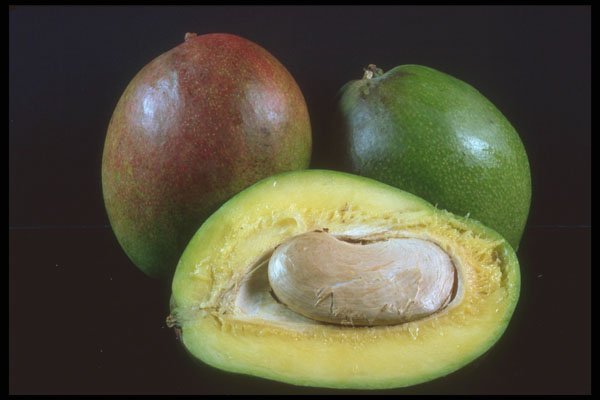 322030 Mango A4 Photo Print
