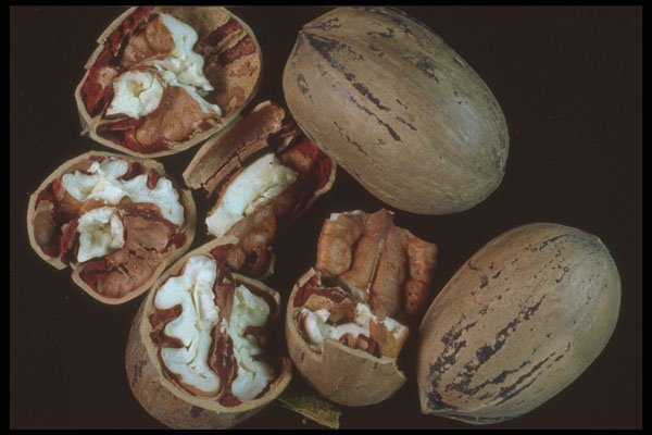 322031 Pecan Shells A4 Photo Print