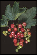 322032 Red Currants A4 Photo Print
