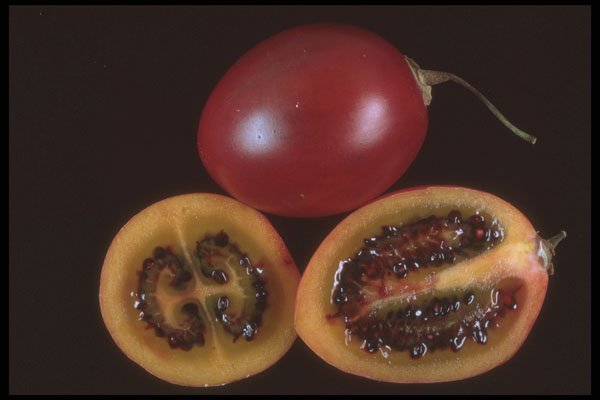 322033 Passion Fruit A4 Photo Print