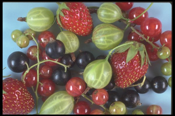 322034 Summer Berries A4 Photo Print