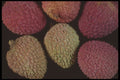 322035 Lichee (close up) A4 Photo Print