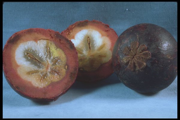 322037 Mangosteen A4 Photo Print