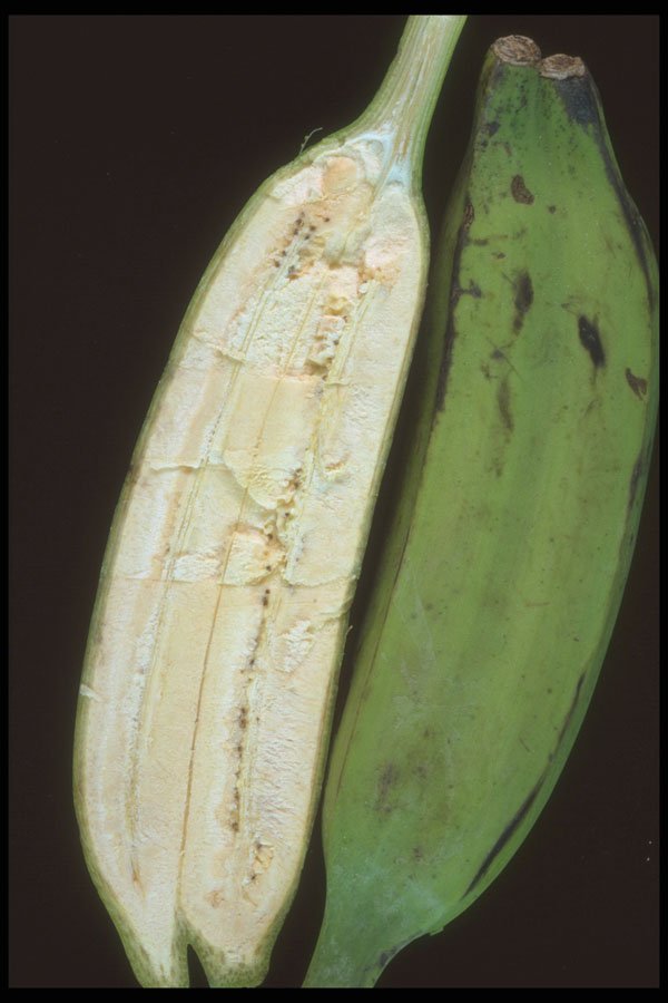 322039 Split Plantain A4 Photo Print