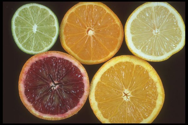 322040 Citrus Slices A4 Photo Print