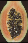 322041 Papaya Center A4 Photo Print