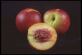 322045 Nectarines A4 Photo Print