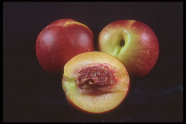 322045 Nectarines A4 Photo Print