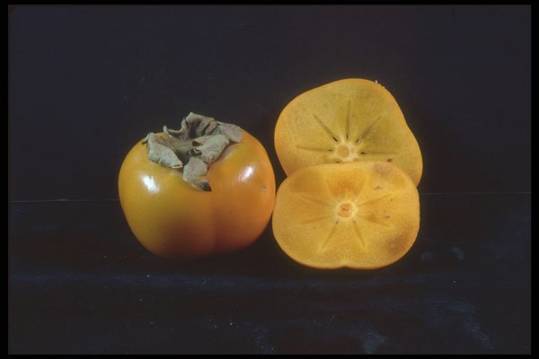 322050 Persimmon A4 Photo Print